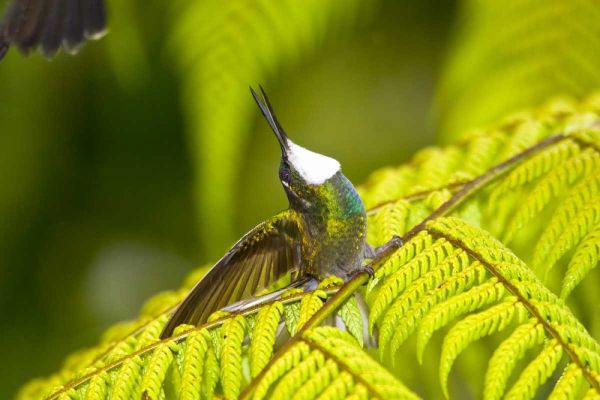Costa Rica, Male White-throated mountain-gem